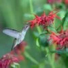 Jacob Cline Bee Balm -Floral Haven Store jacob kline monardaand annas hummingbird pam koch az 3