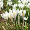 Joan Of Arc Dutch Crocus -Floral Haven Store joan of arc crocus white 1103171546 cropped