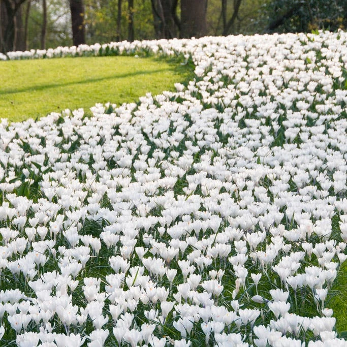 Joan Of Arc Dutch Crocus 4 Joan Of Arc Dutch Crocus - Image 2