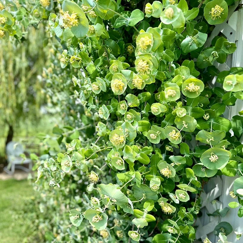 Kintzley's Ghost® Honeysuckle Vine 4 Kintzley's Ghost® Honeysuckle Vine - Image 2