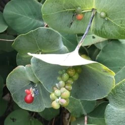 Kintzley's Ghost® Honeysuckle Vine 8 Kintzley's Ghost® Honeysuckle Vine -Floral Haven Store kintzkeys ghost honeysucke 2