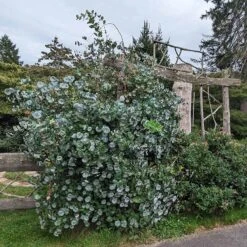 Kintzley's Ghost® Honeysuckle Vine 9 Kintzley's Ghost® Honeysuckle Vine -Floral Haven Store kintzkeys ghost honeysucke 3