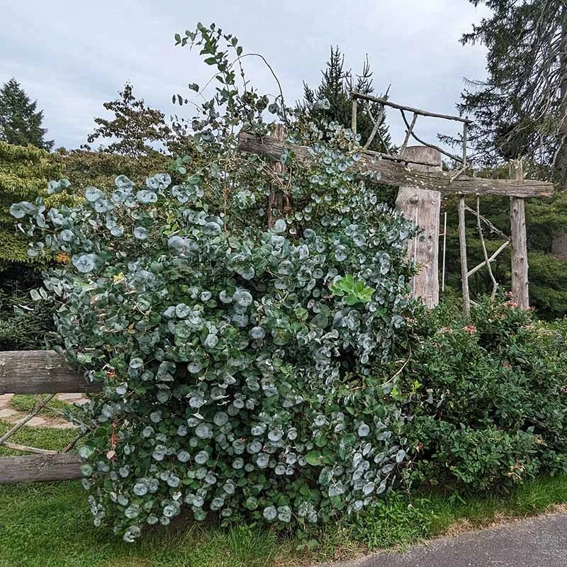 Kintzley's Ghost® Honeysuckle Vine 6 Kintzley's Ghost® Honeysuckle Vine - Image 4