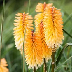 Dwarf Red Hot Poker -Floral Haven Store kniphofia triangularis dwarf red hot poker