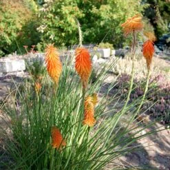 Dwarf Red Hot Poker -Floral Haven Store kniphofia trangularis mike daavy