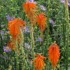 Dwarf Red Hot Poker -Floral Haven Store kniphofia triangularis biennial aster