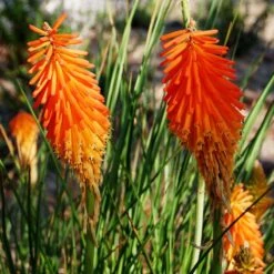 Dwarf Red Hot Poker -Floral Haven Store kniphofia triangularis mike davvy