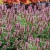 Kudos™ Silver Blue Agastache -Floral Haven Store kudos silver blue agastache 1