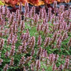 Kudosâ„¢ Silver Blue Agastache
