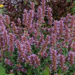 Kudos™ Silver Blue Agastache -Floral Haven Store kudos silver blue agastache 3