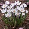 Lady Killer Snow Crocus -Floral Haven Store lady killer snow crocus