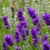 FlowerKisser® After Midnight English Lavender -Floral Haven Store lavander angustifolia after midnight 2 cc cropped 2