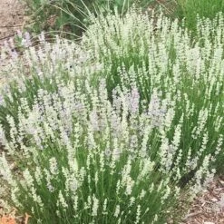 FlowerKisser® Delft Blue & White English Lavender -Floral Haven Store lavandula angustifolia flowerkisser delft blue and white flowers