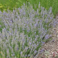 FlowerKisser® Delft Blue & White English Lavender -Floral Haven Store lavandula angustifolia flowerkisser delft blue and white whole plant garden