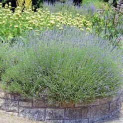 Floral Haven Store 26 Floral Haven Store -Floral Haven Store lavandula angustifolia phlomis russeliana lampwick plant