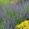 Vera English Lavender -Floral Haven Store lavandula angustifolia vera eriogonum umbellatum proliferum cropped cc 1