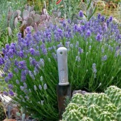 Wee One Dwarf English Lavender -Floral Haven Store lavandula angustifolia wee one with trowel for size cc 1