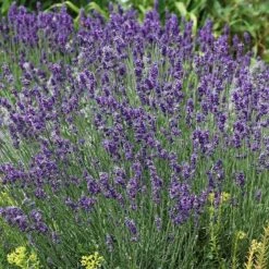 Floral Haven Store -Floral Haven Store lavandula buena vista lavender flowers 2