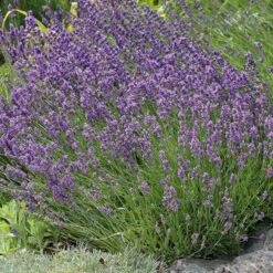 Buena Vista English Lavender -Floral Haven Store lavandula buena vista lavender garden 2