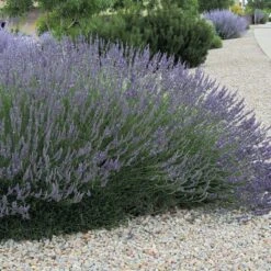 Grosso French Lavender -Floral Haven Store lavandula grosso 63152 web 3 1 1
