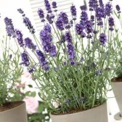 Hidcote Blue English Lavender -Floral Haven Store lavandula hidcote lavender pot 1