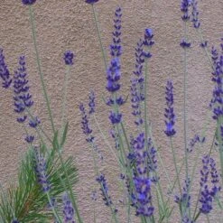 Gros Bleu French Lavender -Floral Haven Store lavandula inter gros bleu close up 1