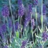 Mitcham Gray English Lavender -Floral Haven Store lavandula mitcham gray 63116 9 2