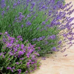 Dark Violet Skullcap (Scutellaria) -Floral Haven Store lavandula pastor pride scutellaria violet cloud