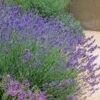 Pastor's Pride English Lavender -Floral Haven Store lavandula pastors pride lavender 1 2