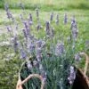 Sensational!â„¢ Lavender 1 Sensational!â„¢ Lavender -Floral Haven Store lavandula sensational lavender