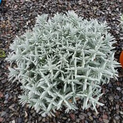 Sensational!™ Lavender 8 Sensational!™ Lavender -Floral Haven Store lavandula sensational 1