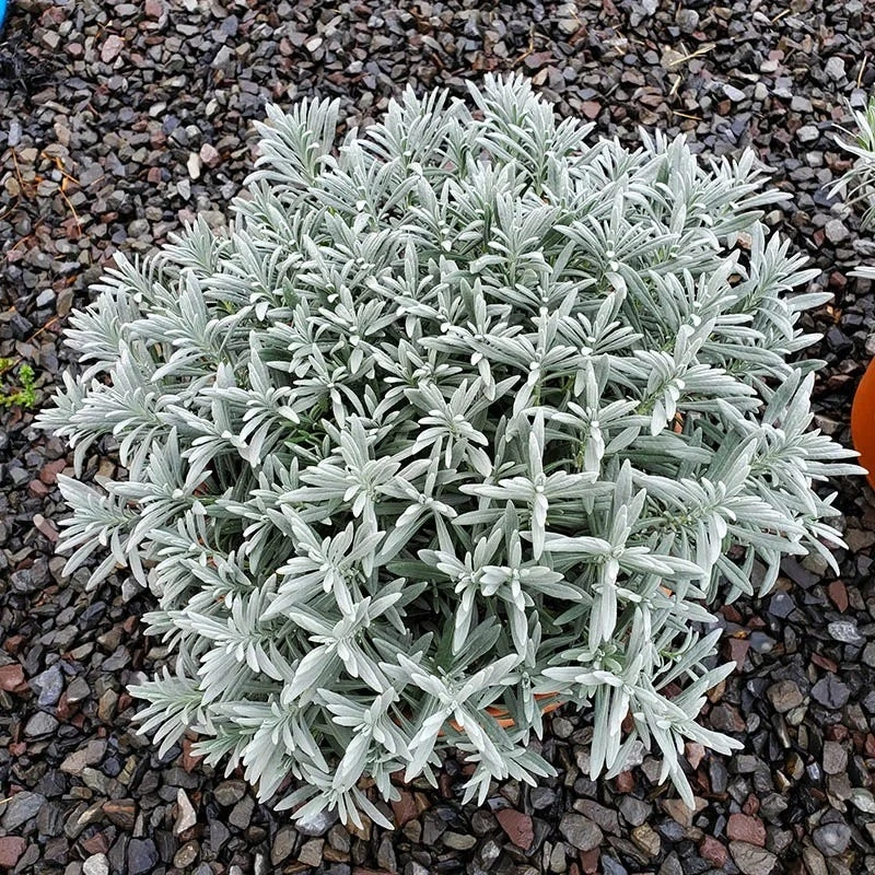 Sensational!™ Lavender 5 Sensational!™ Lavender - Image 3