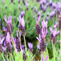 Purple Ribbon Spanish Lavender -Floral Haven Store lavandula stoechas purple ribbon spanish lavender flowers 1
