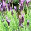 Purple Ribbon Spanish Lavender 2 Purple Ribbon Spanish Lavender -Floral Haven Store lavandula stoechas purple ribbon spanish lavendr