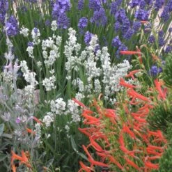 Floral Haven Store -Floral Haven Store lavandula angust. nana alba angust. thumbelina leigh penstemon pinifolius