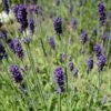 Hidcote Blue English Lavender -Floral Haven Store lavandula angustifolia hidcote blue lavender enlgish blue cropped