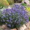 Thumbelina Leigh Dwarf English Lavender -Floral Haven Store lavandula angustifolia thumbelina leigh web 1
