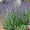 Gros Bleu French Lavender 2 Gros Bleu French Lavender -Floral Haven Store lavandula intermedia 63156 1 web 5