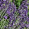 Sharon Roberts English Lavender -Floral Haven Store lavandula sharon roberts with bee 1 1