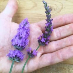 Sensational!™ Lavender 9 Sensational!™ Lavender -Floral Haven Store lavender phenomenal flower hand