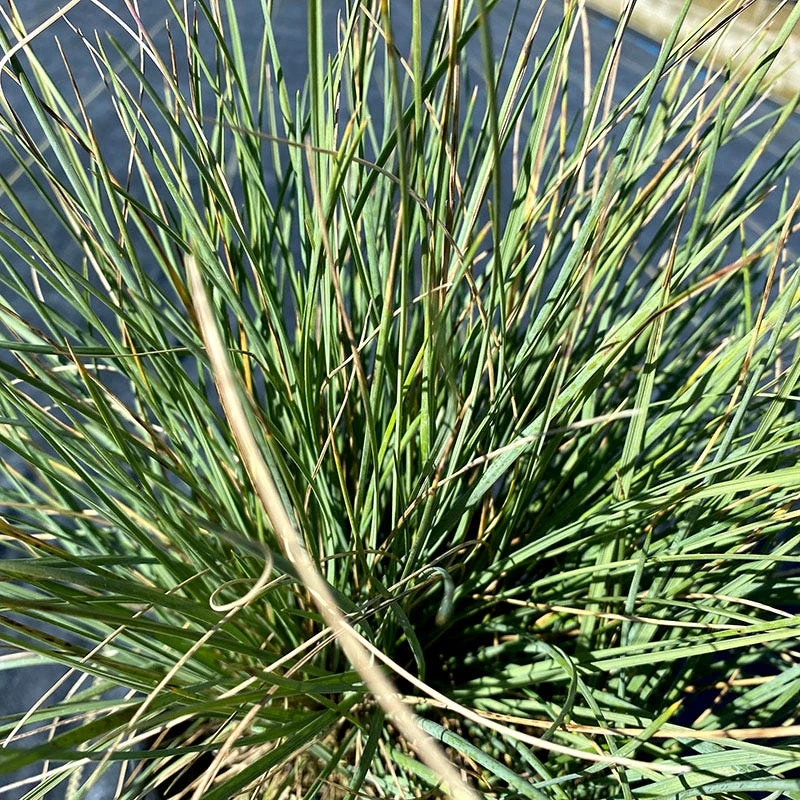 Basin Junior Wildrye 4 Basin Junior Wildrye - Image 2