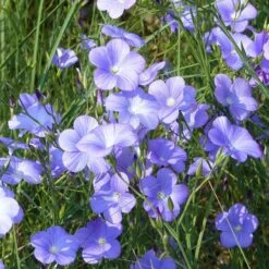 Spanish Blue Flax (Linum) 7 Spanish Blue Flax (Linum) -Floral Haven Store linum narbonense spanish blue flax 1 cropped