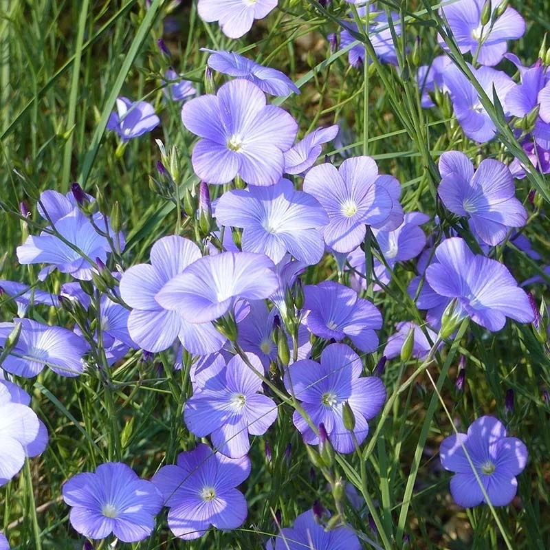Spanish Blue Flax (Linum) 5 Spanish Blue Flax (Linum) - Image 3
