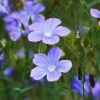 Spanish Blue Flax (Linum) 1 Spanish Blue Flax (Linum) -Floral Haven Store linum narbonense spanish blue flax 2 cropped