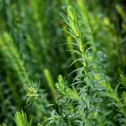 Floral Haven Store 13 Floral Haven Store -Floral Haven Store linum narbonense spanish blue flax foliage cropped