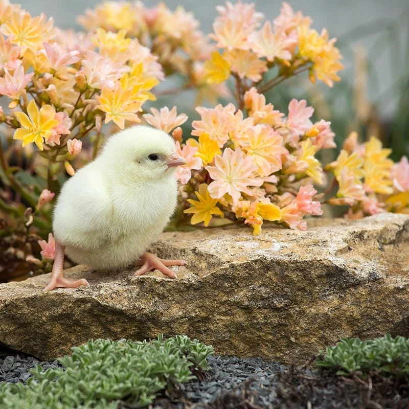 Little Peach Lewisia 3 Little Peach Lewisia
