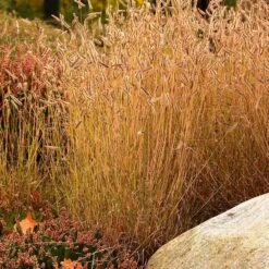 Little Prairie Native Wildflower Seed Mix -Floral Haven Store little prairie mix blue grama grass bouteloua gracilis