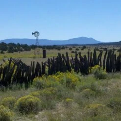 Little Prairie Native Wildflower Seed Mix -Floral Haven Store little prairie mix bouteloua gracilis meadow