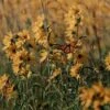 Little Prairie Native Wildflower Seed Mix -Floral Haven Store little prairie wildflowers with monarch flowers