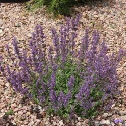 Floral Haven Store -Floral Haven Store little trudy catmint rock garden undaunted garden 1